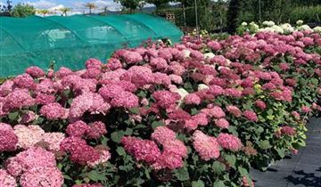 Zum Vergrößern klicken Bildvorschau