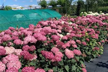Hydrangea arborescens 'Invincibelle' Hydrangea arborescens 'Invincibelle'