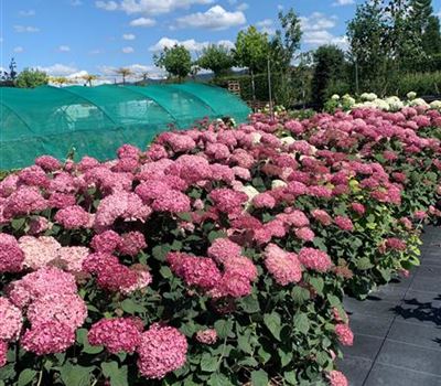 Hydrangea arborescens 'Invincibelle'