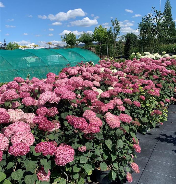 Ball-Hortensie Ball-Hortensie
