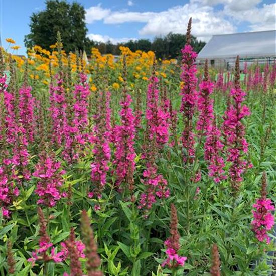 Lythrum salicaria 'Robert' Lythrum salicaria 'Robert'