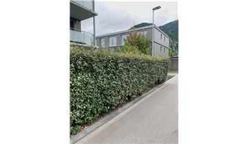 Gartenpflanzen Daepp Gartenpflanzen Daepp