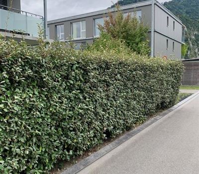 Elaeagnus ebbingei (x) Elaeagnus ebbingei (x)