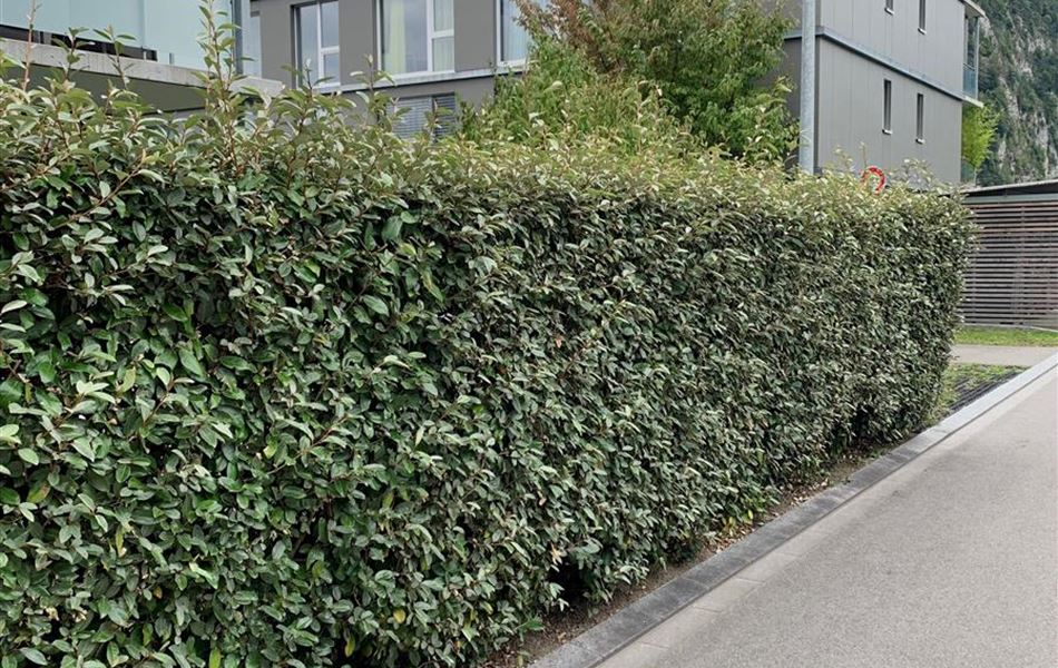 Elaeagnus ebbingei (x) Elaeagnus ebbingei (x)