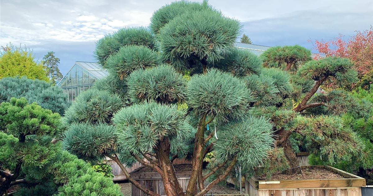 Pinus sylvestris 'Watereri' Gartenbonsai, Silberkiefer 'Watereri' -  Gartenpflanzen Daepp