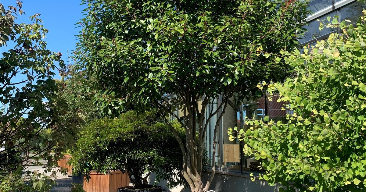 Photinia x fraseri 'Red Robin' Solitr, Glanzmispel 'Red Robin' -  Gartenpflanzen Daepp