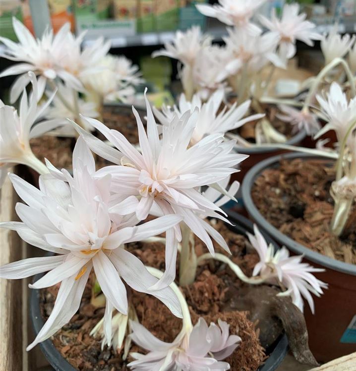 Garten-Herbst-Zeitlose 'Alboplenum'