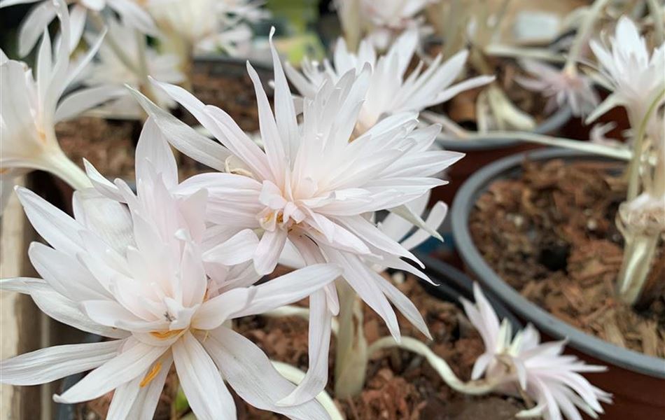 Colchicum autumnale 'Alboplenum' Colchicum autumnale 'Alboplenum'