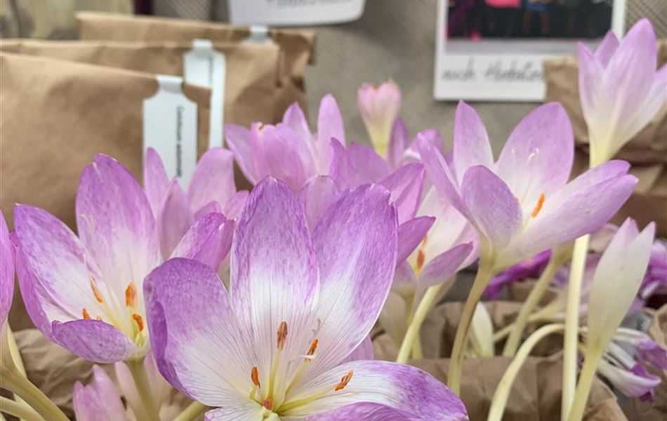 Colchicum autumnale Colchicum autumnale