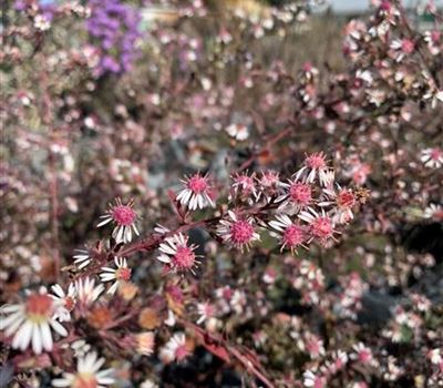 Aster lateriflorus 'Lady in Black' Aster lateriflorus 'Lady in Black'