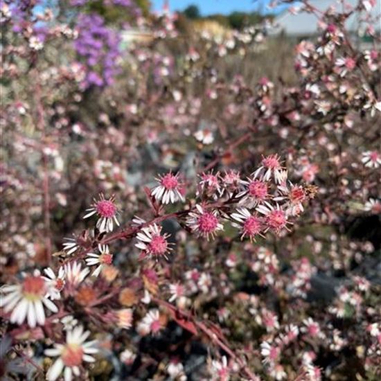 Aster lateriflorus 'Lady in Black'