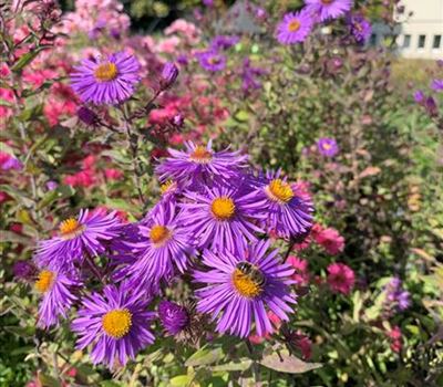 Aster novae-angliae 'Constance' Aster novae-angliae 'Constance'