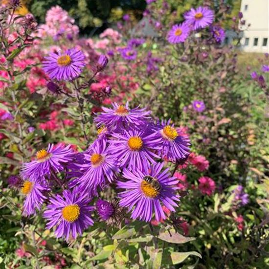 Aster novae-angliae 'Constance'