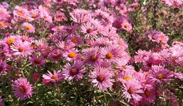 Zum Vergrößern klicken Bildvorschau