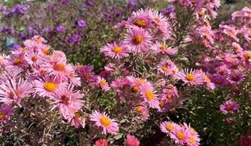 Zum Vergrößern klicken Bildvorschau