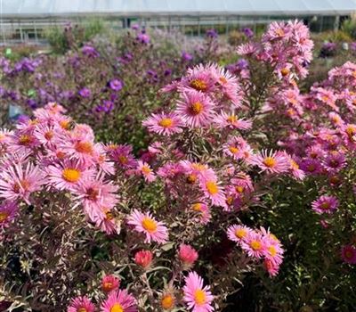 Aster novae-angliae 'Harrington's Pink' Aster novae-angliae 'Harrington's Pink'