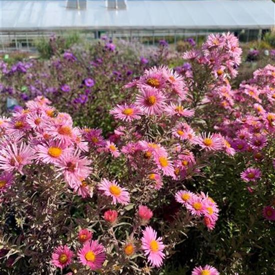 Aster novae-angliae 'Harrington's Pink' Aster novae-angliae 'Harrington's Pink'