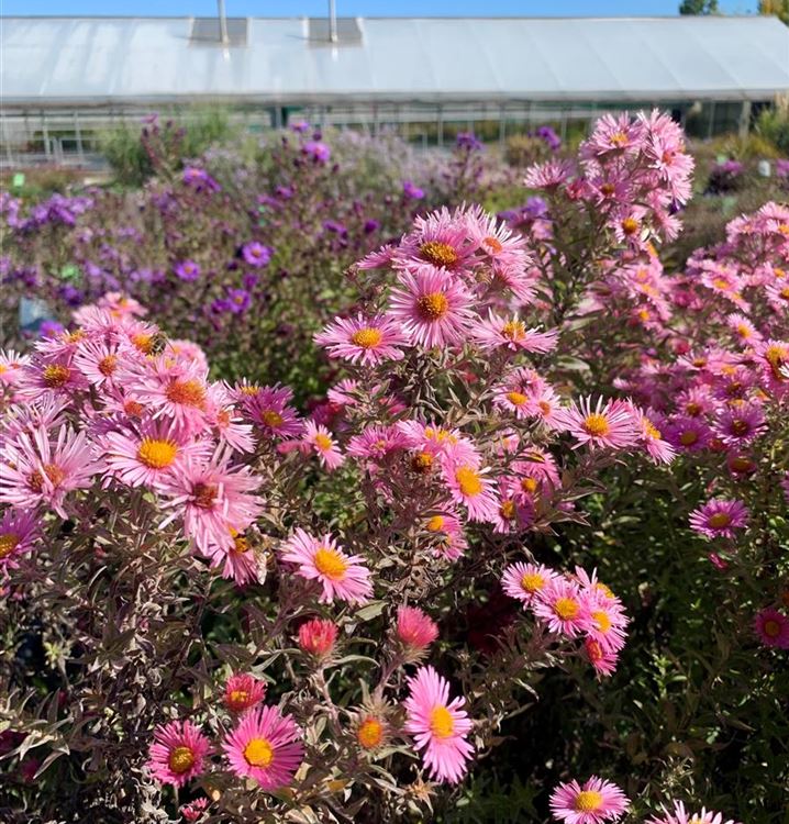 Rauhblattaster Rauhblattaster