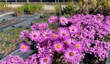 Zum Vergrößern klicken Bildvorschau