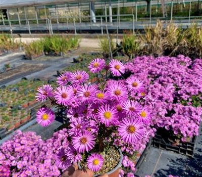 Aster (Dumosus-Gruppe) 'Herbstgruss vom Bresserhof' Aster (Dumosus-Gruppe) 'Herbstgruss vom Bresserhof'