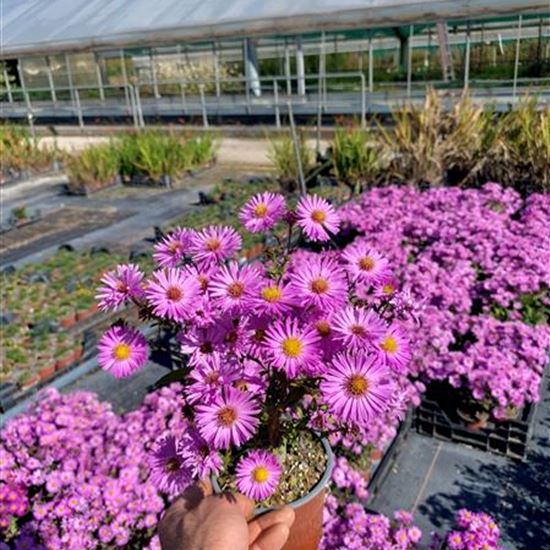 Aster (Dumosus-Gruppe) 'Herbstgruss vom Bresserhof' Aster (Dumosus-Gruppe) 'Herbstgruss vom Bresserhof'