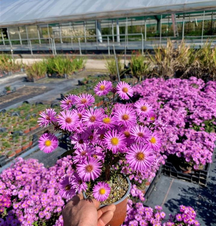 Kissenaster Kissenaster