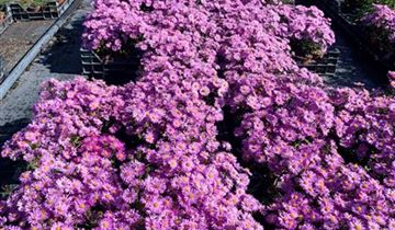 Zum Vergrößern klicken Bildvorschau