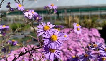 Zum Vergrößern klicken Bildvorschau