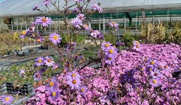 Zum Vergrößern klicken Bildvorschau