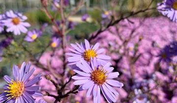 Zum Vergrößern klicken Bildvorschau