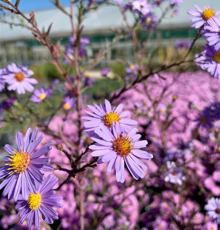 Glatte Aster Glatte Aster