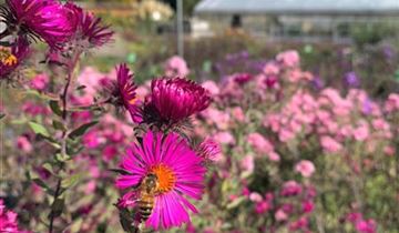 Zum Vergrößern klicken Bildvorschau