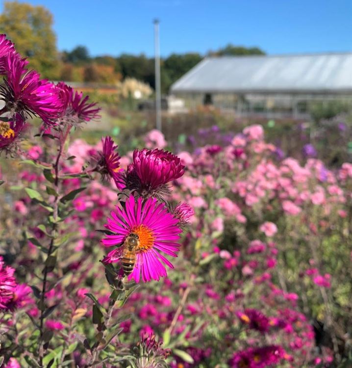 Rauhblattaster Rauhblattaster