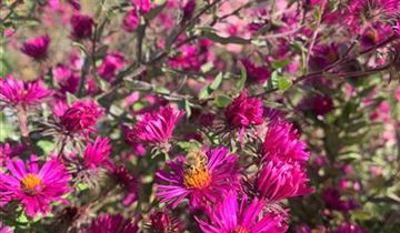 Zum Vergrößern klicken Bildvorschau