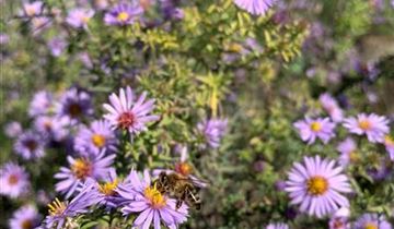 Zum Vergrößern klicken Bildvorschau
