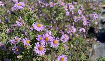 Zum Vergrößern klicken Bildvorschau