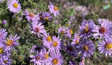 Zum Vergrößern klicken Bildvorschau