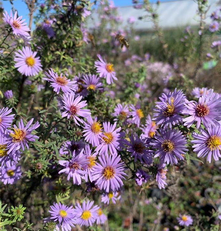 Kleinblütige Herbst-Aster 'Freiburg' Kleinblütige Herbst-Aster 'Freiburg'