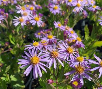 Aster ageratoides 'Blaukuppel'  Aster ageratoides 'Blaukuppel'
