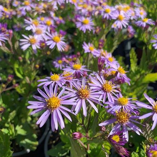 Aster ageratoides 'Blaukuppel'  Aster ageratoides 'Blaukuppel'