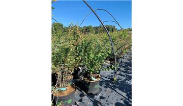 Gartenpflanzen Daepp Gartenpflanzen Daepp