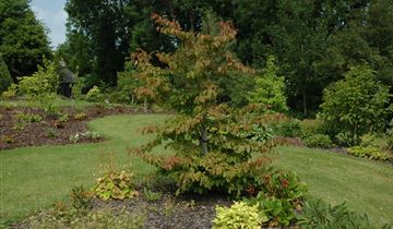 Zum Vergrößern klicken Bildvorschau