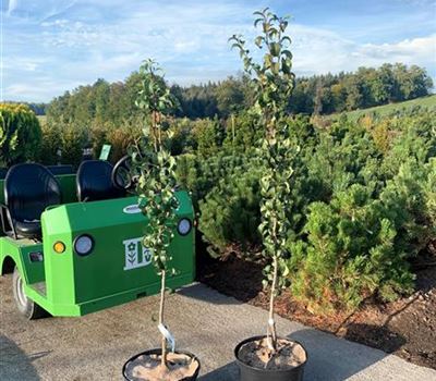 Pyrus communis 'Concorde' Pyrus communis 'Concorde'