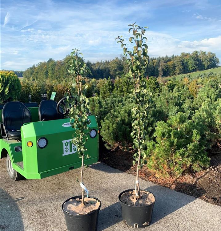 Säulen-Birnbaum Säulen-Birnbaum