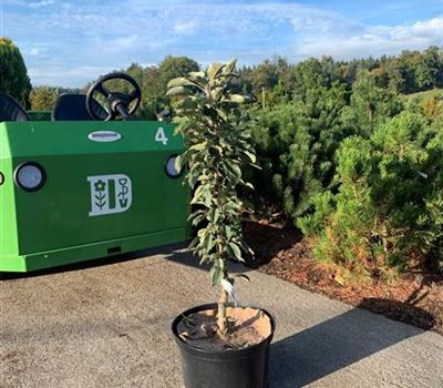 Malus domestica 'Rondo' Malus domestica 'Rondo'