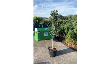 Gartenpflanzen Daepp