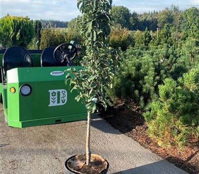 Malus domestica 'Red Spring'