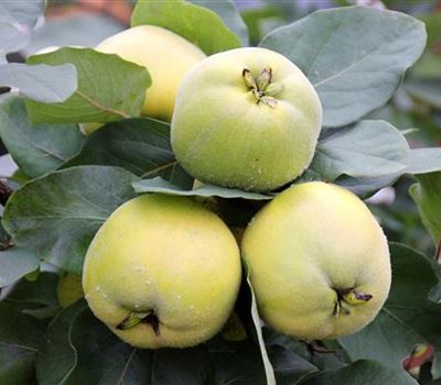 Cydonia oblonga 'Champion' Cydonia oblonga 'Champion'