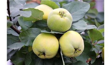 Gartenpflanzen Daepp