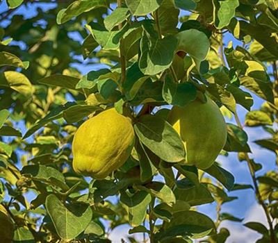 Cydonia oblonga 'Bereczki' Cydonia oblonga 'Bereczki'